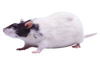 Крысы паоявились на 48 миллионов лет раньше, чем люди