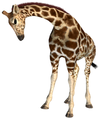 У жирафов абсолютно черный язык, длина которого может доходить до 45 см