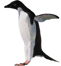 Пингвины могут подпрыгивать в высоту больше, чем на полтора метра