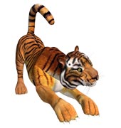 У тигров не только полосатый мех, но и полосатая кожа