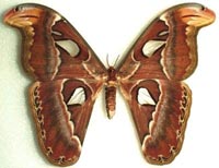 Самая крупная ночная бабочка Attacus Atlas. При размахе крыльев 30 см. ее даже принимают за птицу