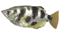 Рыбы-брызгуны для охоты на насекомых высовывают рот над поверхностью водоёма и сбивают их плевком воды