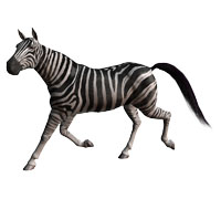Зебра - белая с черными полосами, а не наоборот.
