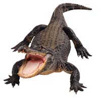 За всю жизнь крокодил может поменять свои 60 зубов до сотни раз. Основания зубов внутри полые, там и растут новые зубы