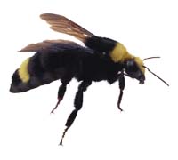Каждый год от укусов пчел погибает людей больше, чем от укусов змей