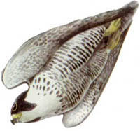 Самой быстрой птицей считается сапсан. Когда он бросается с огромной высоты на свою добычу, его скорость достигает 200 км/ч