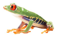 На Земле известны более 4000 видов лягушек и жаб