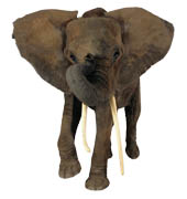 Слон единственное животное с 4 коленями