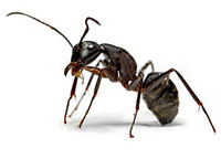У муравья самые большие мозги по отношению к телу