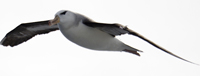 Самый большой размах крыльев у альбатроса. Рекордная длина составляет 3,63 метра
