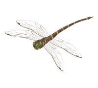 Стрекозы были первыми существами, взлетевшими в воздух. Произошло это 320 млн. лет назад