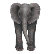 Слоны и люди - единственные млекопитающие, которые могyт стоять на голове