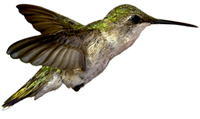 Колибри, птица, машущая крыльями чаще других. За 1 секунду, она успевает совершить 90 взмахов