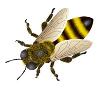 У пчелы два желудка - один для меда, другой для пищи
