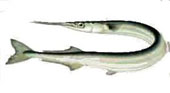 У рыбы Сарган зеленые кости