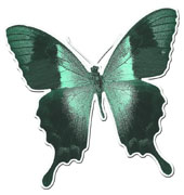 Бабочки пробуют вкус пищи при помощи задних лапок. А цвет их крыльев создается крошечными перекрывающимися чешуйками, которые отражают свет