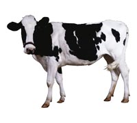 В сутки коровы выделяют от 90 до 190 литров слюны, необходимой для пережевывания
